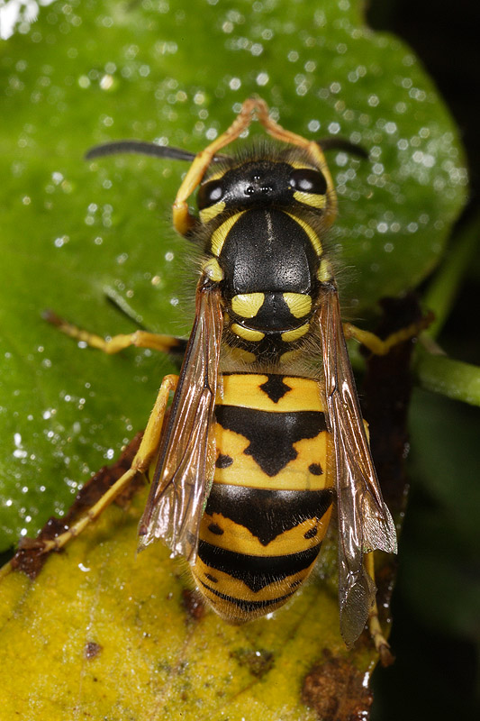 Nido di Vespula germanica